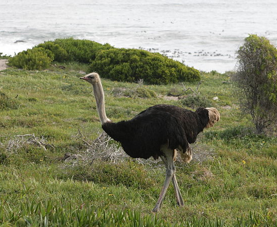 6º LUGAR - AVESTRUZ. A maioria das aves não tem pênis, e sim cloaca, um orifício por onde o macho expele o esperma. No sexo, não há penetração, mas esfregões de cloacas. Apenas 3% das espécies (como patos e avestruzes) têm algo que podemos chamar de pênis, mas é na verdade a parede da cloaca invertida. A do avestruz tem 20 cm - o que representa apenas 9% do tamanho de seu corpo.