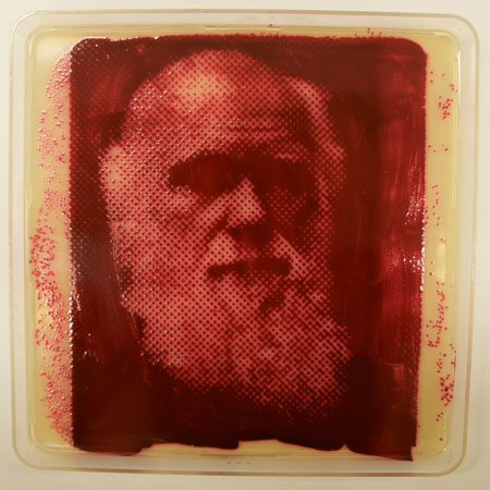 A mesma bactéria serviu como base para construir este retrato de Charles Darwin.