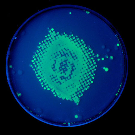 A E. coli é a mais comum e uma das mais antigas bactérias simbiontes do homem.