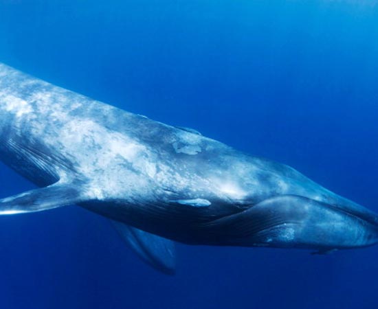 A Baleia Azul, o maior animal do mundo, pode desaparecer em breve. A espécie começou a ser dizimada ainda no século 19, quando pescadores desenvolveram equipamentos especializados para a caça de grandes baleias. Atualmente, existem cerca de 10 mil indivíduos em todo o mundo. A Baleia Azul, o maior animal do mundo, pode desaparecer em breve. A espécie começou a ser dizimada ainda no século 19, quando pescadores desenvolveram equipamentos especializados para a caça de grandes baleias. Atualmente, existem cerca de 10 mil indivíduos em todo o mundo.