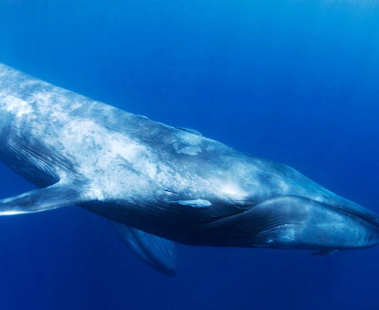 A Baleia Azul, o maior animal do mundo, pode desaparecer em breve. A espécie começou a ser dizimada ainda no século 19, quando pescadores desenvolveram equipamentos especializados para a caça de grandes baleias. Atualmente, existem cerca de 10 mil indivíduos em todo o mundo.