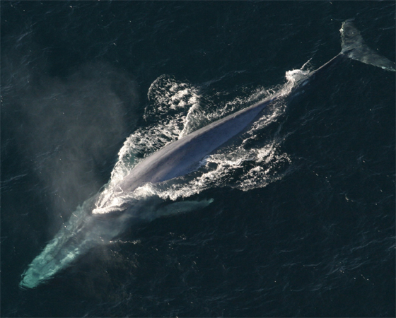A língua de uma baleia-azul pode pesar até 4 toneladas - mais do que um elefante inteiro (as geleiras do Polo Norte devem ser ótimos picolés para elas).