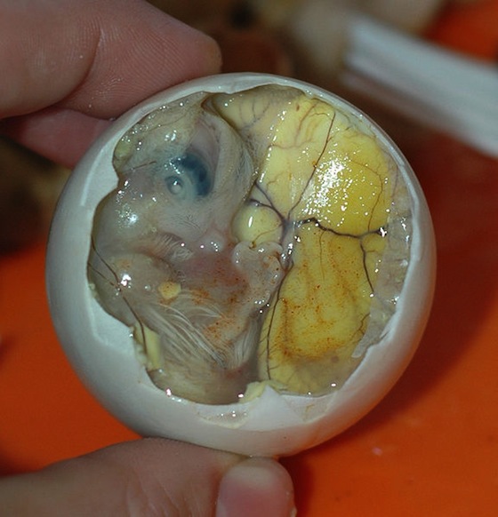 Filipinas: o ovo de pato fertilizado é comido na própria casca. A iguaria é considerada deliciosa pelos filipinos, mas apenas os mais corajosos dos ocidentais conseguem encará-la. Filipinas: o ovo de pato fertilizado é comido na própria casca. A iguaria é considerada deliciosa pelos filipinos, mas apenas os mais corajosos dos ocidentais conseguem encará-la.