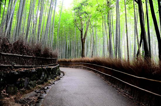 Essa floresta de bambu fica em Kyoto, no Japão. O lugar é muito procurado pelos moradores da cidade, que aproveitam a paisagem para relaxar.