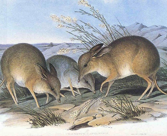 Bandicoot-pés-porco (Chaeropus ecaudatus) - extinto nos anos 1950.