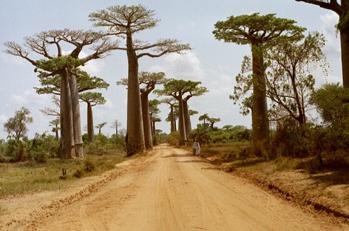 O Baobá é a árvore símbolo de vários países africanos, entre eles Madagascar e Senegal. Chega a alcançar 30 metros de altura e tem a capacidade de armazenar grandes quantidades de água dentro do tronco.