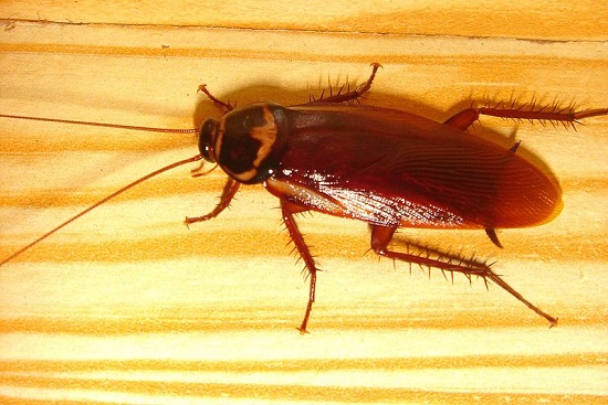 Em uma metrópole, há 200 baratas por habitante. Elas vivem em lugares quentes e úmidos, como aquele cantinho atrás da geladeira.