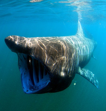 O nome científico é <i>Cetorhinus maximus</i>, mas tem quem chame o tubarão-elefante de monstro marinho mesmo. Esse peixe pode ter até 10 metros de comprimento. Mas não se preocupe, o bicho se alimenta somente de plâncton.