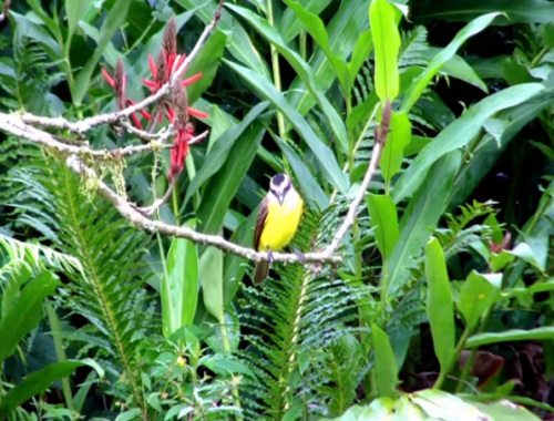 O bem-te-vi pode ser encontrado em florestas, áreas próximas da água e, claro, em jardins. A ave tem até 25 centímetros e se alimenta de artrópodes, frutos e pequenos vertebrados. O bem-te-vi pode ser encontrado em florestas, áreas próximas da água e, claro, em jardins. A ave tem até 25 centímetros e se alimenta de artrópodes, frutos e pequenos vertebrados.