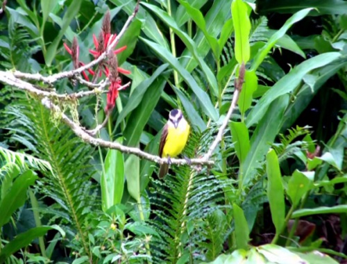 O bem-te-vi pode ser encontrado em florestas, áreas próximas da água e, claro, em jardins. A ave tem até 25 centímetros e se alimenta de artrópodes, frutos e pequenos vertebrados.