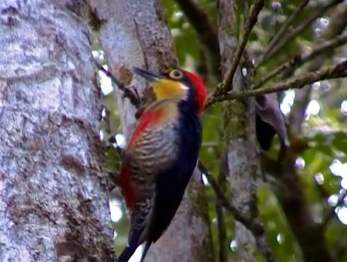 Outro habitante das florestas, matas e plantações é o benedito-de-testa-amarela. Essa ave mede entre 17 e 20 centímetros.