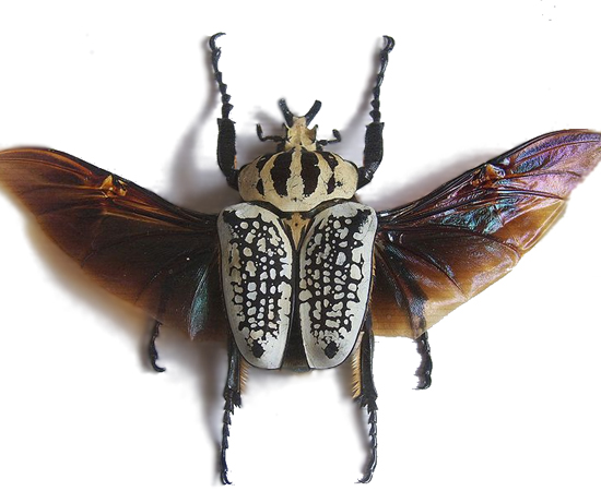 BESOURO GOLIATHUS GIGANTEUS - É o inseto mais pesado do mundo. Pode pesar até 100 g.
