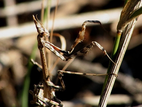 Bicho-pau - Com o corpo em forma de graveto, os insetos da ordem Phasmatodea possuem a forma perfeita para se disfarçar no ambiente onde vivem.