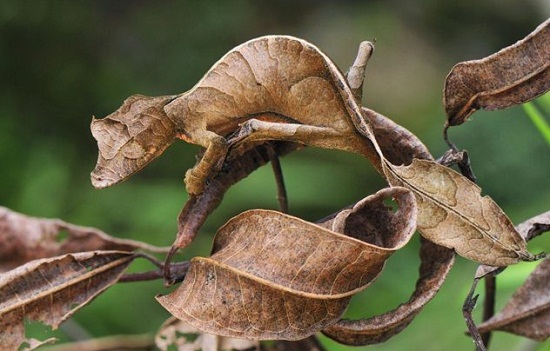Lagartixa-satânica-cauda-de-folha - Esse bicho nativo de Madagascar tem a incrível capacidade de ficar idêntico a folhas verdes ou secas, caules, lodo, troncos de árvore, e várias outras textures e cores que aparecerem no ambiente ao redor. Lagartixa-satânica-cauda-de-folha - Esse bicho nativo de Madagascar tem a incrível capacidade de ficar idêntico a folhas verdes ou secas, caules, lodo, troncos de árvore, e várias outras textures e cores que aparecerem no ambiente ao redor.