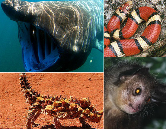 As aparências enganam. Veja oito animais que parecem ser assustadoramente perigosos, mas que são (quase) inofensivos para humanos.