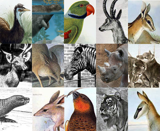 A lista de animais que já passaram pela Terra é enorme. Nos últimos 250 anos, muitos bichos sumiram do mapa graças à ação de predadores ou à caça. Conheça agora alguns destes animais - que você provavelmente nunca mais verá vivos.
