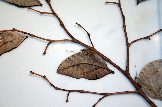 Kallima inachus - Essa espécie de borboleta possui as asas da cor de folhas secas, muito úteis na hora de confundir os predadores. Kallima inachus - Essa espécie de borboleta possui as asas da cor de folhas secas, muito úteis na hora de confundir os predadores.