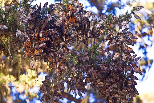 Todos os anos, a América do Norte testemunha a migração das borboletas monarcas no fim do verão. A migração chega a percorrer 4 mil quilômetros. O mais interessante é que nenhuma borboleta consegue completar o percurso de ida e volta. As fêmeas colocam ovos no caminho. Todos os anos, a América do Norte testemunha a migração das borboletas monarcas no fim do verão. A migração chega a percorrer 4 mil quilômetros. O mais interessante é que nenhuma borboleta consegue completar o percurso de ida e volta. As fêmeas colocam ovos no caminho.