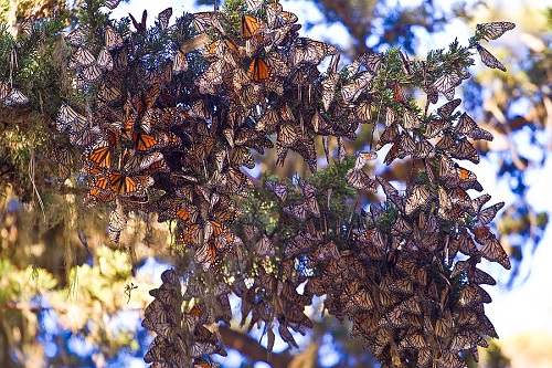 Todos os anos, a América do Norte testemunha a migração das borboletas monarcas no fim do verão. A migração chega a percorrer 4 mil quilômetros. O mais interessante é que nenhuma borboleta consegue completar o percurso de ida e volta. As fêmeas colocam ovos no caminho.