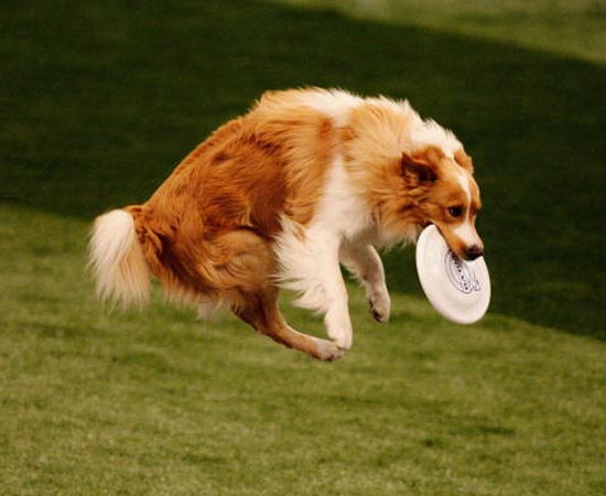 1º lugar - BORDER COLLIE - É a raça mais inteligente do mundo. Precisam trabalhar. Se ficam quietos, tendem a destruir tudo que vêem. Gostam de espaços amplos.