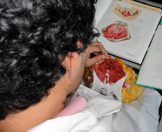 As peças são utilizadas em meio acadêmico, para auxiliar o estudo de Anatomia. As peças são utilizadas em meio acadêmico, para auxiliar o estudo de Anatomia.