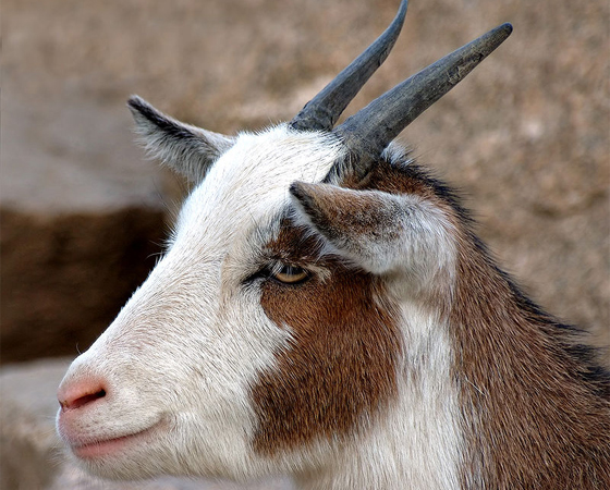 As cabras têm pupilas retangulares e um campo de visão de até 340 graus. Assim, elas conseguem observar por cima de uma grande área plana em busca de predadores.