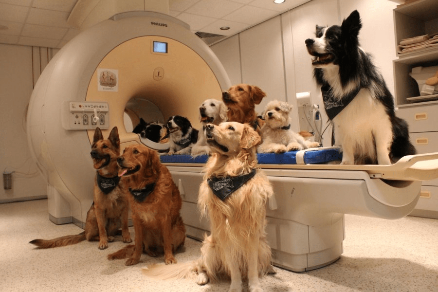 Cachorros utilizados no estudo