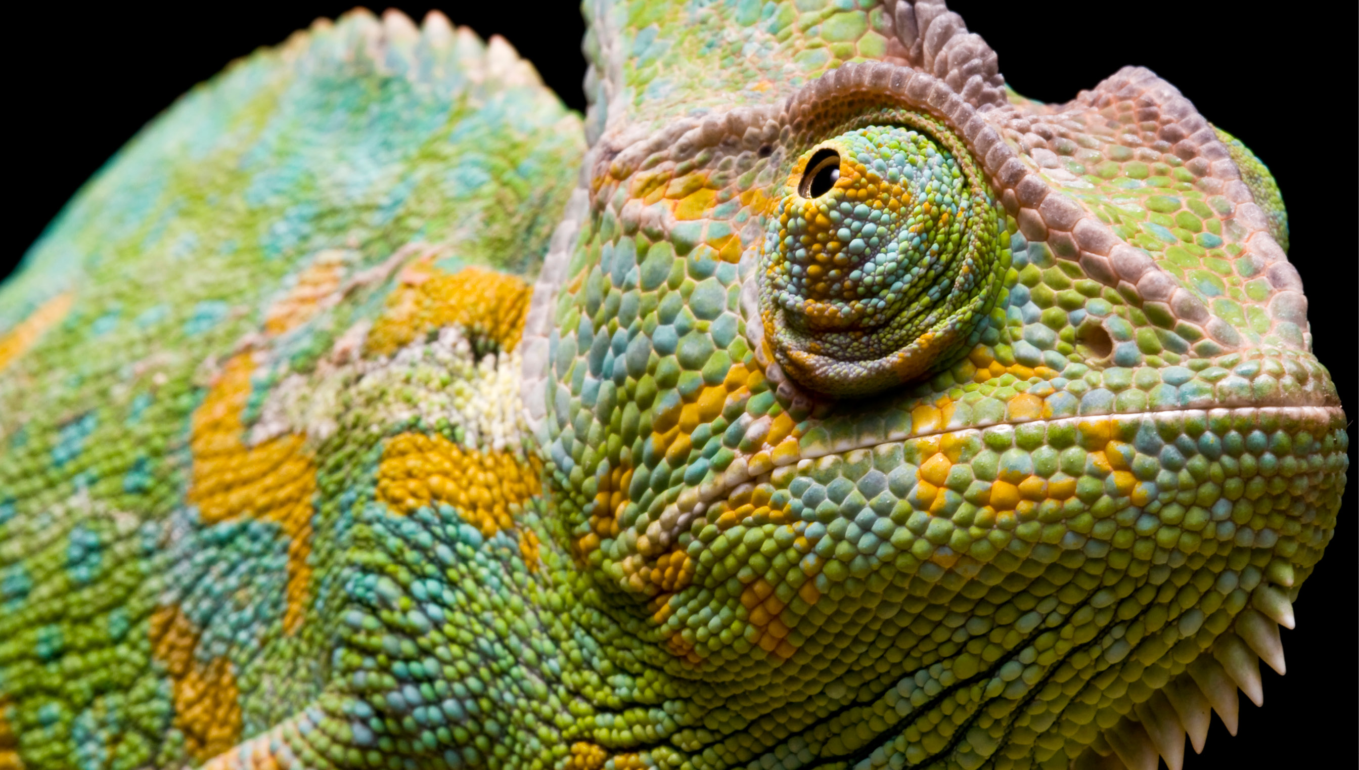 bobonacus / iStock