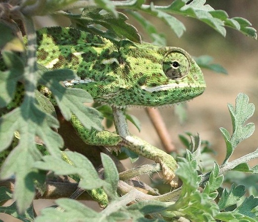 Camaleão - Esse talvez seja o animal mais famoso pela camuflagem. Algumas espécies podem mudar suas cores radicalmente e para os mais variados, como o camaleão pantera. Outras conseguem apenas ajustá-las, deixando-as bem próximas das colorações e texturas do ambiente. Camaleão - Esse talvez seja o animal mais famoso pela camuflagem. Algumas espécies podem mudar suas cores radicalmente e para os mais variados, como o camaleão pantera. Outras conseguem apenas ajustá-las, deixando-as bem próximas das colorações e texturas do ambiente.