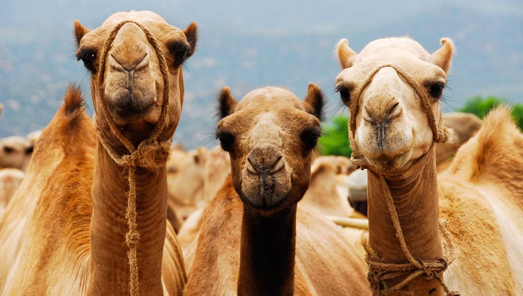 Cientistas finalmente descobriram como o resfriado surgiu