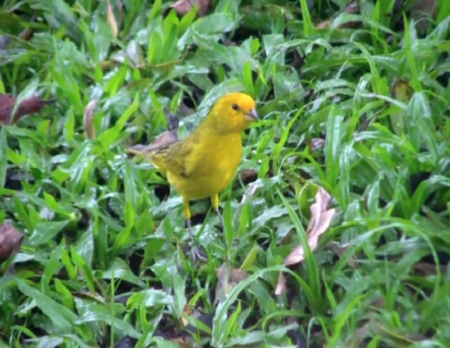 O canário-da-terra come sementes e pequenos artrópodes. O pássaro vive em campos e caatingas.