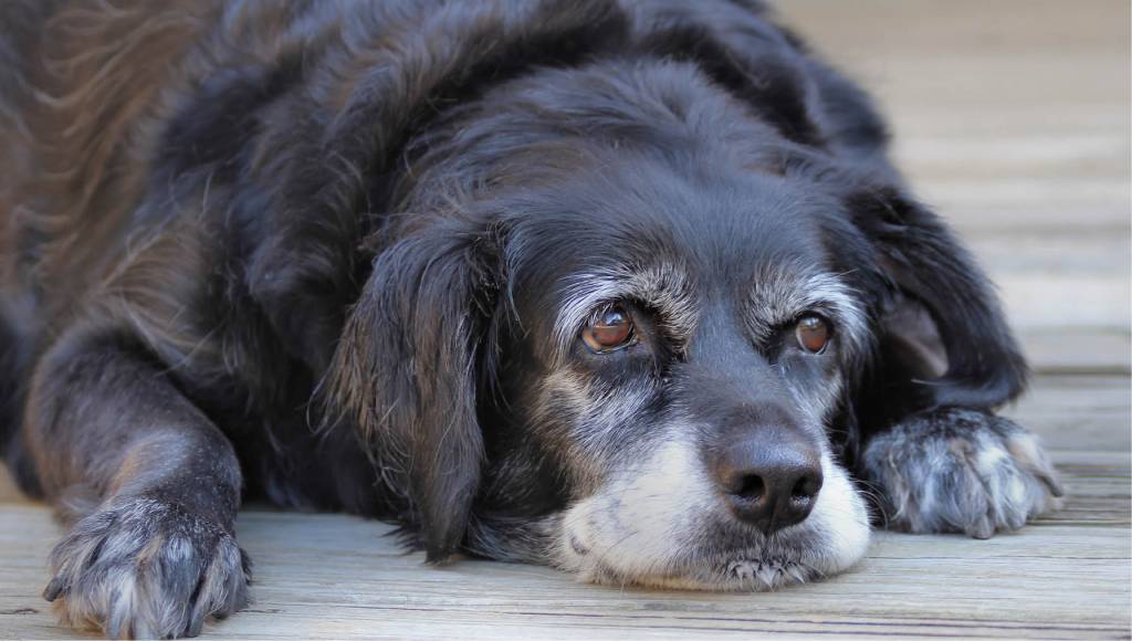 Qual é a idade máxima que cada animal vive?