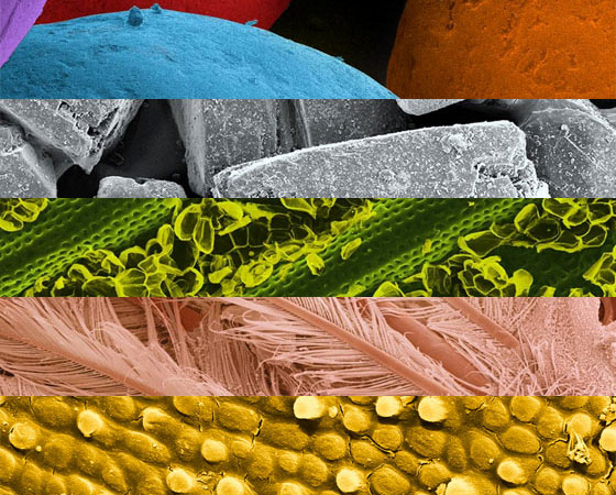 A fotógrafa Caren Alpert resolveu fotografar comidas em visão microscópica para juntar três de suas paixões: comidas, tecnologia e fotografia. O resultado são fotos impressionantes, que revelam texturas e cores que não vemos a olho nu em nossos alimentos.