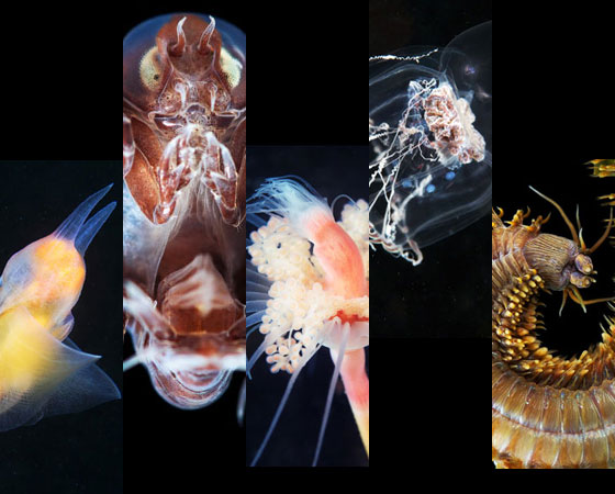 O russo Alexander Semenov começou a fotografar em 2007. Um ano depois, começou seus experimentos embaixo dágua. Nesta galeria, você confere alguns de seus trabalhos. São exemplos impressionantes da beleza da vida no fundo do mar. Dê uma olhada! O russo Alexander Semenov começou a fotografar em 2007. Um ano depois, começou seus experimentos embaixo dágua. Nesta galeria, você confere alguns de seus trabalhos. São exemplos impressionantes da beleza da vida no fundo do mar. Dê uma olhada!