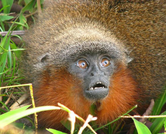 Caquetá titi (<i>Callicebus caquetensis</i>) - Em 2010, uma equipe de pesquisadores encontrou uma nova espécie de macaco: o Caquetá titi. Esse pequeno mamífero  de barba ruiva foi localizado no sul da Colômbia, em meio à floresta amazônica. Segundo os cientistas, o animal corre risco de extinção, já que sua população é de cerca de 250 animais adultos.