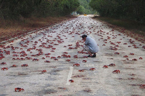 A Ilha do Natal, na Austrália, é o local de migração dos caranguejos vermelhos. Todos os anos, 43 milhões deles fazem o trajeto.