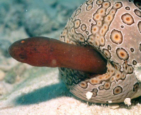 Carapidae Encheliophis - Esse peixe anda disfarçado em seu hospedeiro: o pepino-do-mar. Ele vive preso ao ânus do equinodermo; quando há perigo, entra pelo orifício e se protege dos predadores.