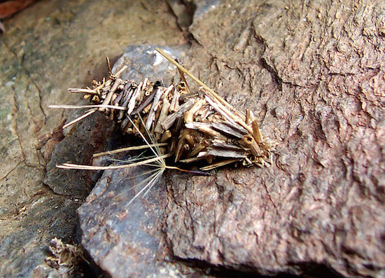 Esse casulo octogonal é construído pela mariposa <i>Amicta quadrangularis</i>. Esse casulo octogonal é construído pela mariposa <i>Amicta quadrangularis</i>.