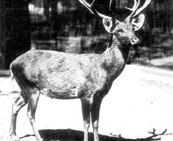 Cervo de Schomburgk (Rucervus Schomburgki) - extinto em 1938.