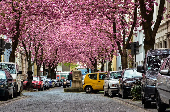Se você passar por Bonn, na Alemanha, durante a primavera, não deixe de conhecer a espetacular Rua das Cerejeiras.