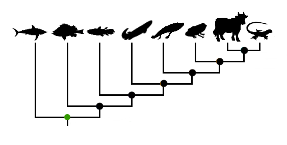 Cladograma peixes