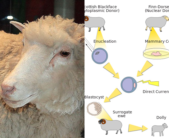 CLONAGEM DE MAMÍFEROS (1996) - A ovelha Dolly foi o primeiro mamífero clonado com sucesso. Os cientistas Ian Wilmut e Keith Campbell foram os grandes responsáveis pelo feito.