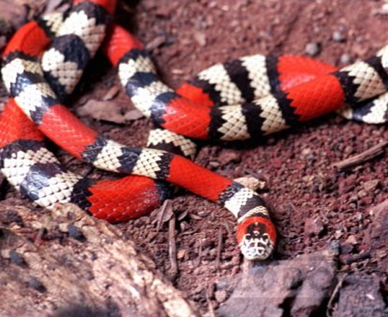 As serpentes do gênero Micrurus são popularmente conhecidas como ‘cobras-corais’ - as mais venenosas do Brasil. As víboras têm coloração vermelha com anéis pretos e anéis brancos, não são agressivas e podem chegar a 60 cm de comprimento. A espécie Micrurus corallinus é encontrada nas regiões Sul e Sudeste; a coral Micrurus lemniscatus habita a Amazônia, o Cerrado e regiões litorâneas do Rio de Janeiro, da Bahia, de Pernambuco, da Paraíba e do Rio Grande do Norte; e a Micrurus frontalis está presente nas regiões Sul, Sudeste e Centro-Oeste.