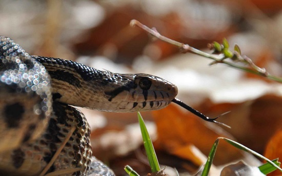 Um radar até a presa. Essa é uma das utilidades da língua das cobras, que captam moléculas no ar e ajudam a determinar a localização exata do animal.