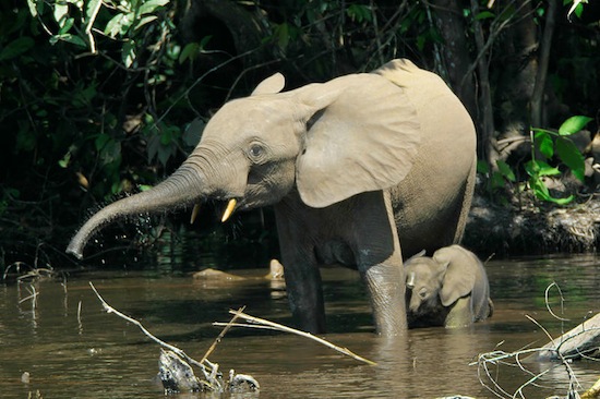 FLORESTA DO CONGO <BR>