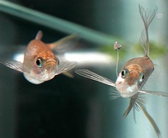 Corynopoma riisei - Os machos dessa espécie de peixe desenvolvem uma haste corporal que funciona como isca para as fêmeas. Quando uma peixinha abocanha a comida, fica na posição perfeita para o acasalamento.