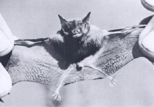 O menor mamífero do mundo é um morcego. Natural da Tailândia, o bicho pesa dois gramas e tem envergadura máxima de três centímetros.