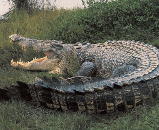 CROCODILO DE ÁGUA SALGADA (Crocodylus porosus) - É o maior réptil do mundo. Pode chegar a 7 metros de comprimento e 1 tonelada.