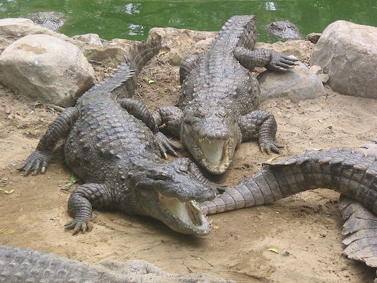 Se algum dia você se deparar com um crocodilo, comece a rezar. Eles são rápidos, ágeis e extremamente fortes. Suas mandíbulas são capazes de aplicar uma força de 2 milhões de quilogramas por metro quadrado. Cerca de 800 pessoas por ano morrem vítimas de um ataque de crocodilos.