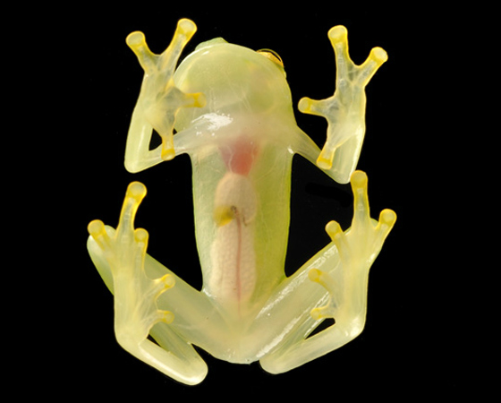 Crystal Frog - Em 2009, uma expedição de cientistas na fronteira entre Peru e Equador descobriu várias espécies. Entre elas, uma das que mais se destaca é o Crystal Frog (Sapo de cristal, em tradução literal). Ele tem a pele transparente e, por isso, é possível ver seus órgãos internos funcionando. Incrível, não?